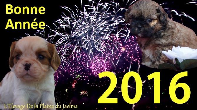 de la plaine du Jaelma - Tous l'Elevage De la Plaine du Jaelma , vous souhaite une bonne année!