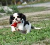  - Des bebes cavaliers king charles vous attendent !