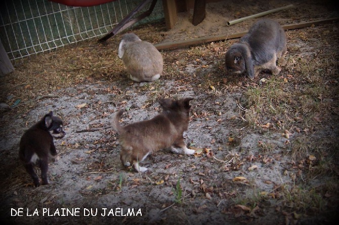 de la plaine du Jaelma - Entre copains... 