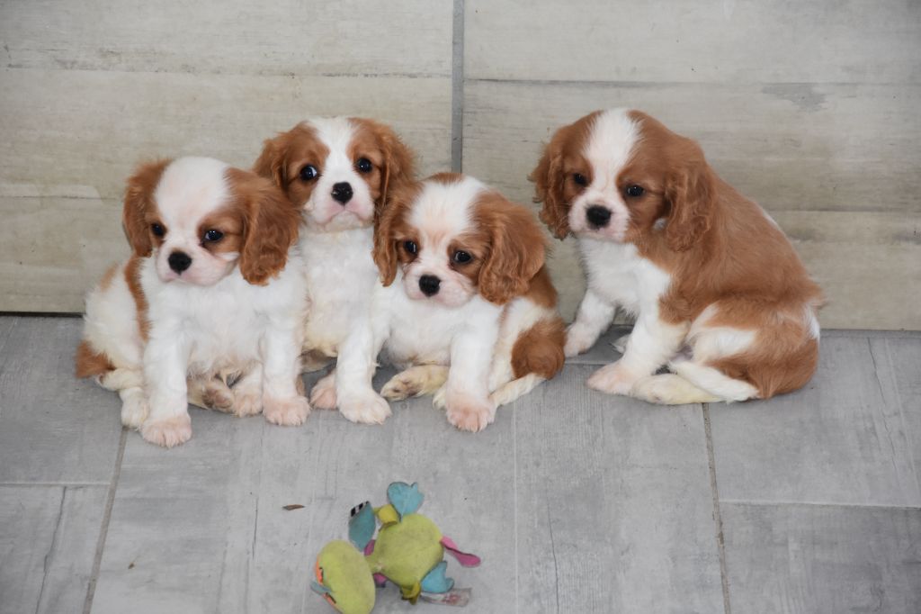 de la plaine du Jaelma - De magnifiques mini BBS cavaliers vous attendent!! 