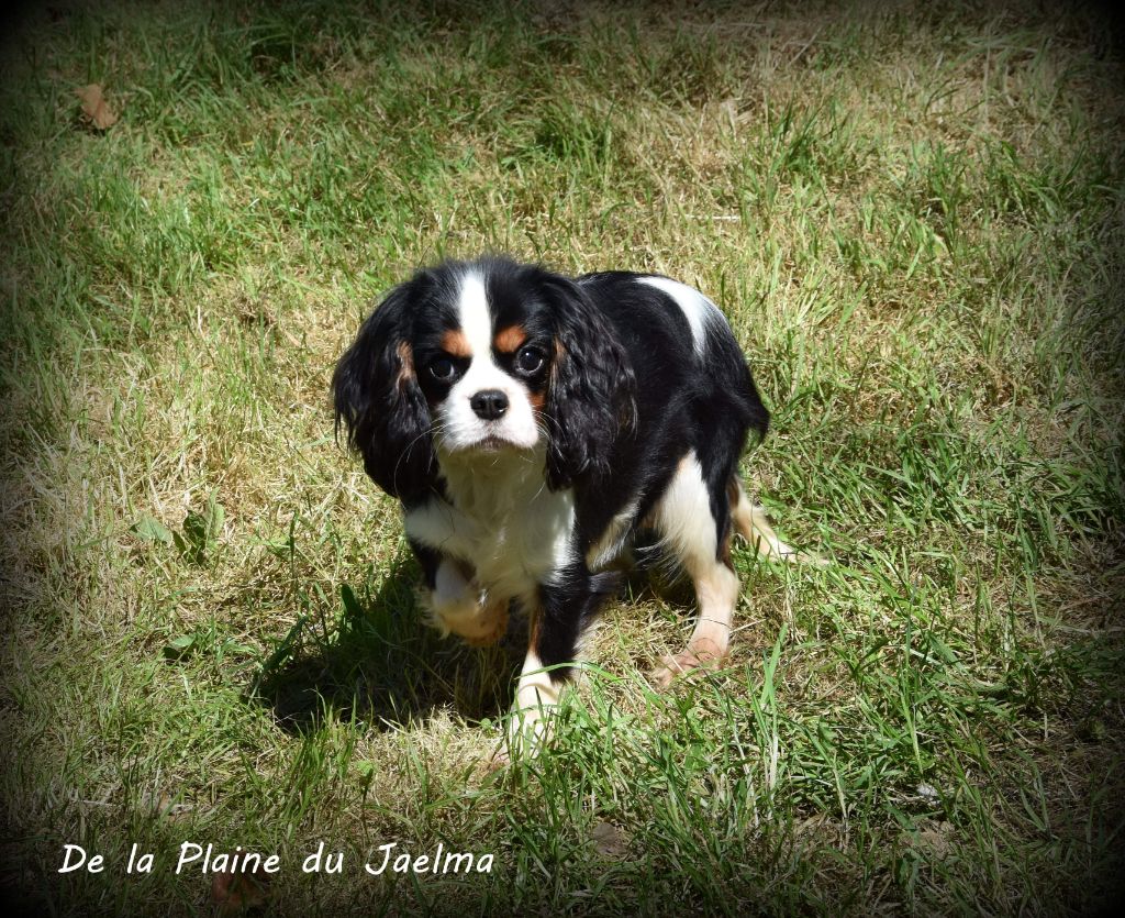 Pin up de la plaine du Jaelma