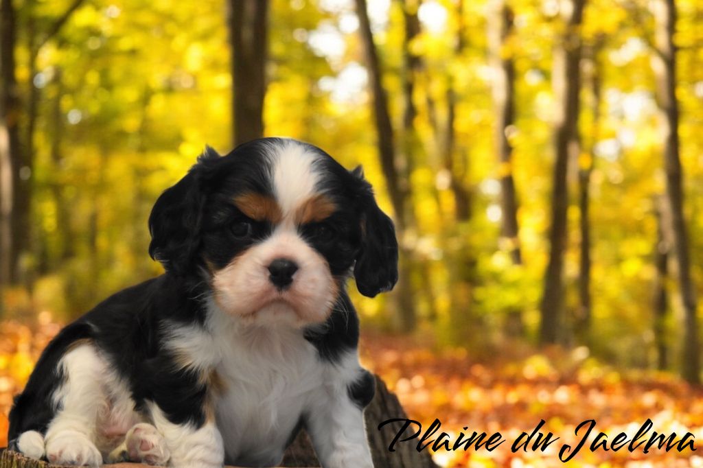 de la plaine du Jaelma - Chiot disponible  - Cavalier King Charles Spaniel