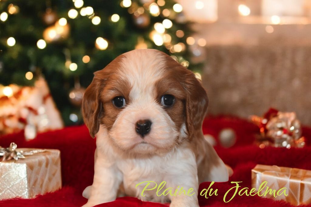 de la plaine du Jaelma - Chiot disponible  - Cavalier King Charles Spaniel