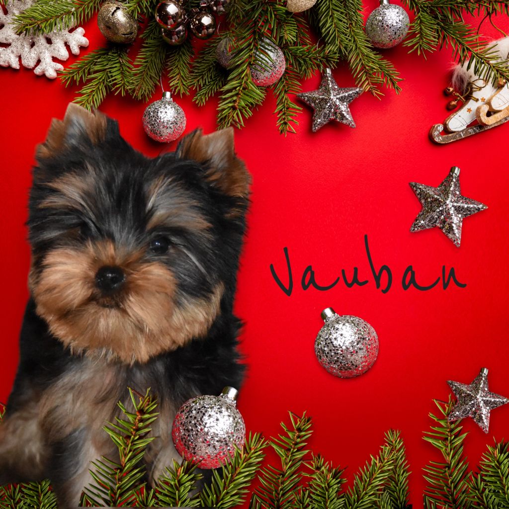 de la plaine du Jaelma - Chiot disponible  - Yorkshire Terrier