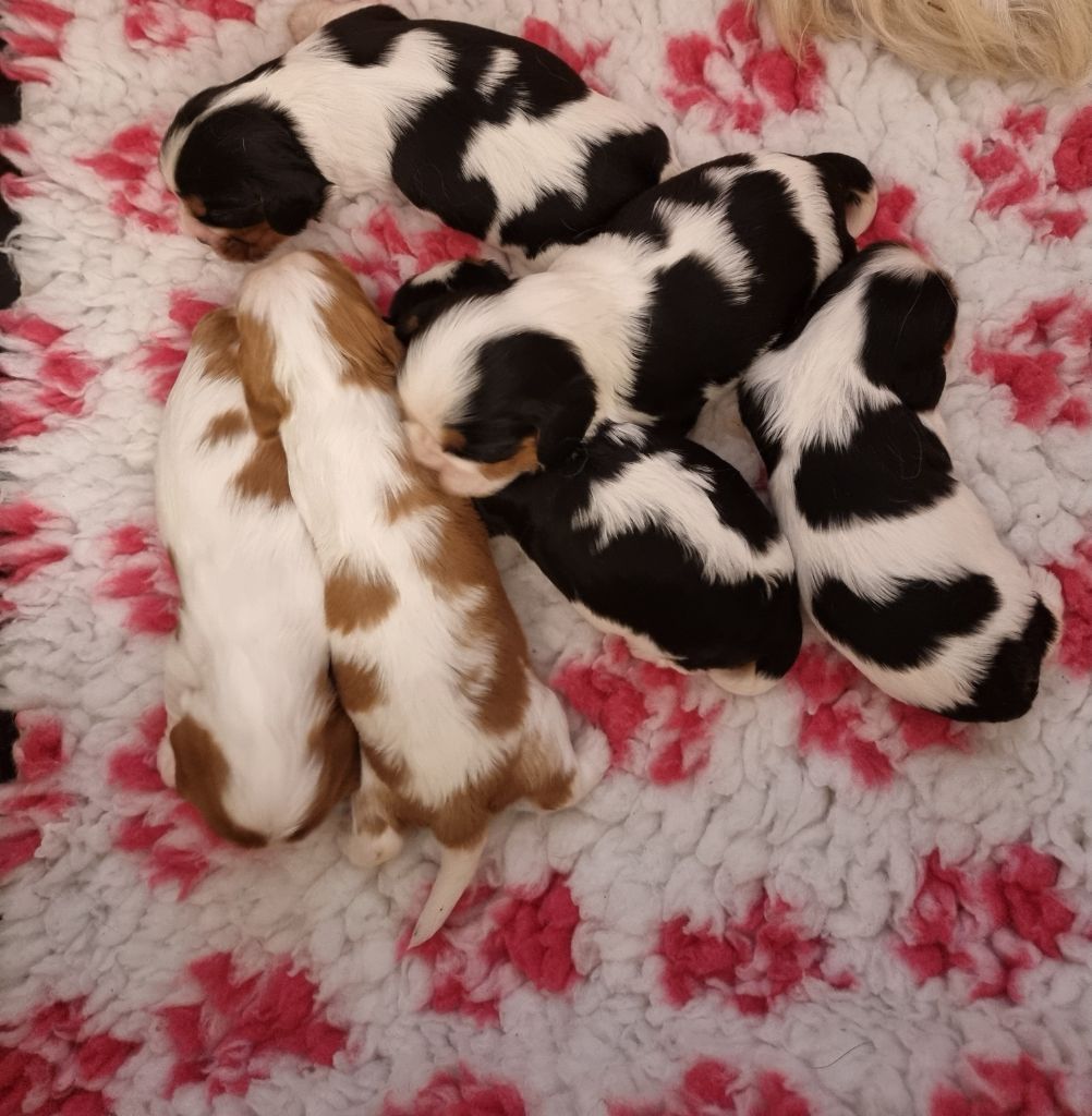 chiot Cavalier King Charles Spaniel de la plaine du Jaelma