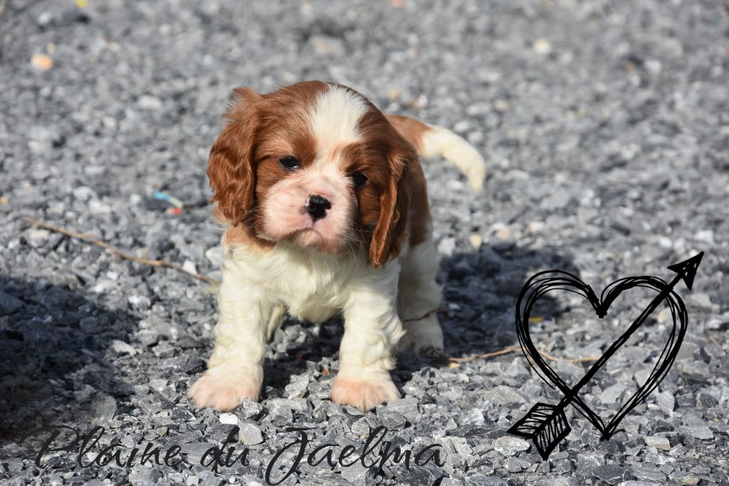 de la plaine du Jaelma - Chiot disponible  - Cavalier King Charles Spaniel