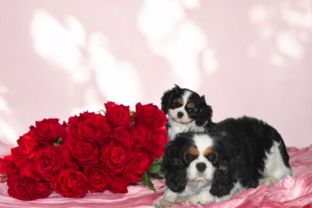 de la plaine du Jaelma - Chiot disponible  - Cavalier King Charles Spaniel