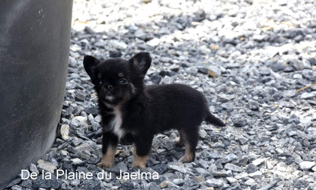 de la plaine du Jaelma - Chiot disponible  - Chihuahua