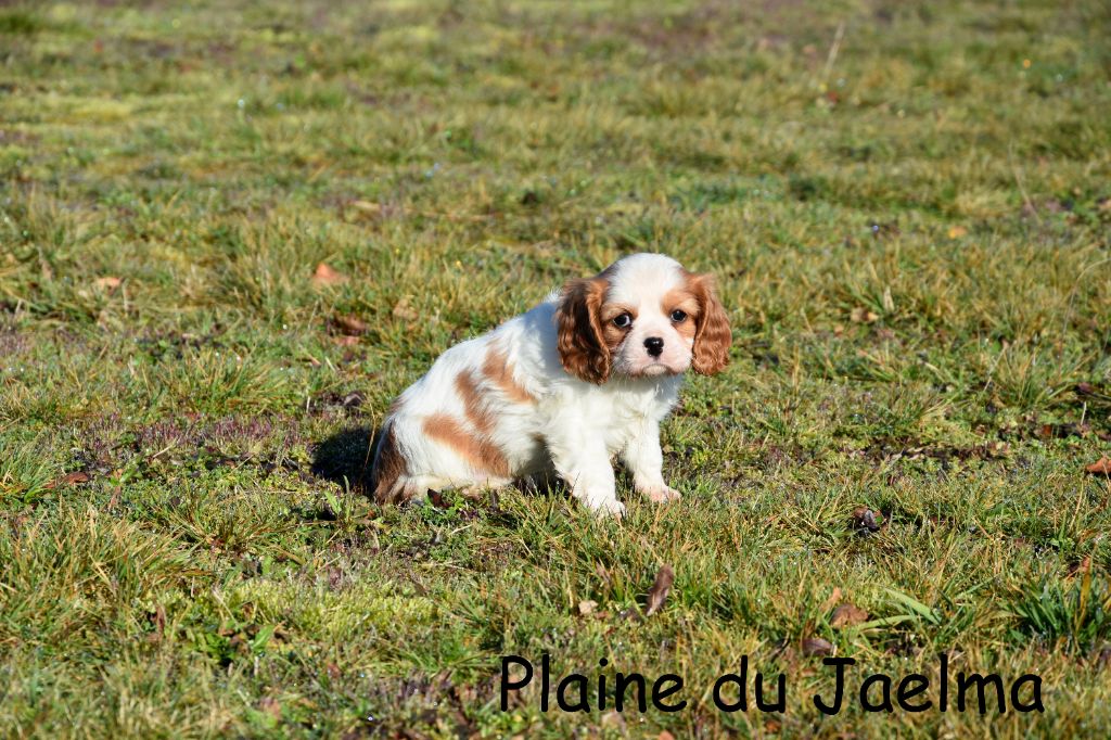 de la plaine du Jaelma - Chiot disponible  - Cavalier King Charles Spaniel