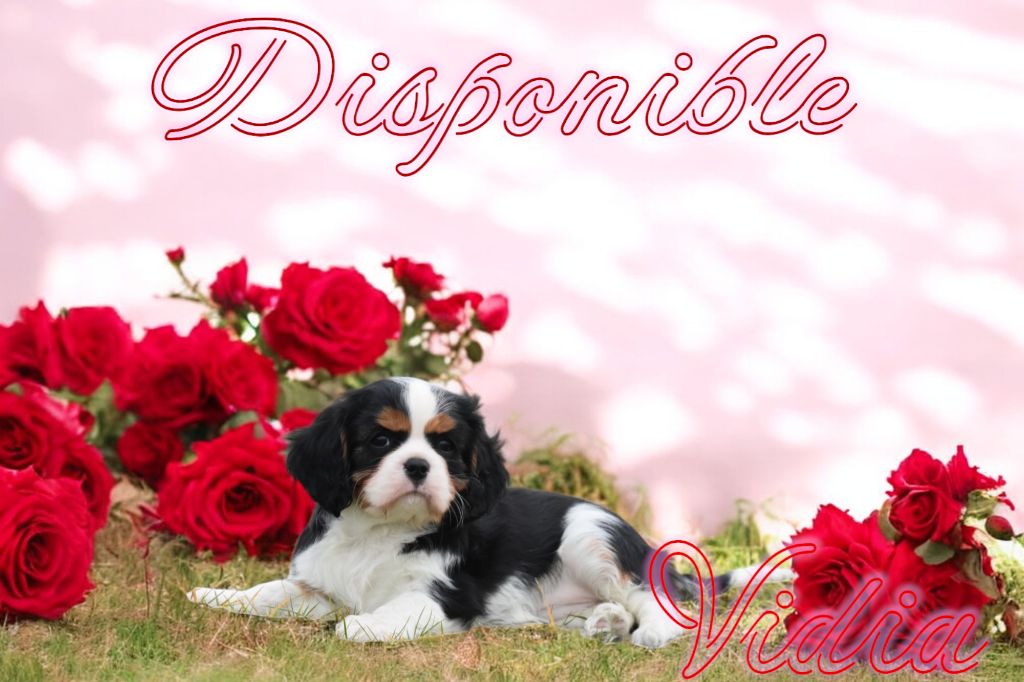 de la plaine du Jaelma - Chiot disponible  - Cavalier King Charles Spaniel