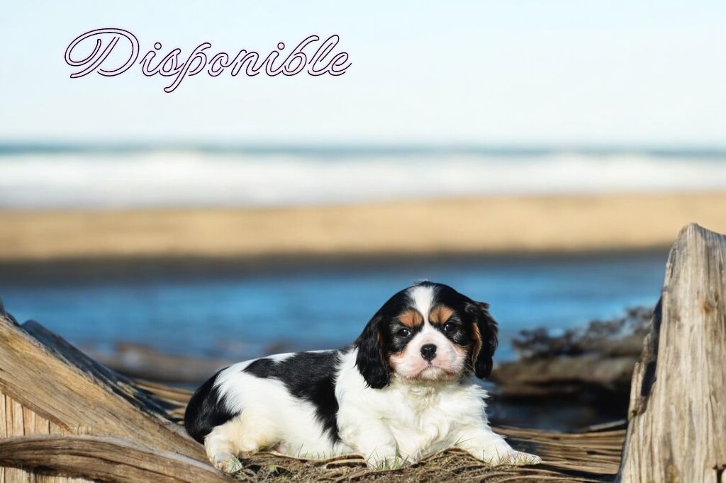 de la plaine du Jaelma - Chiot disponible  - Cavalier King Charles Spaniel