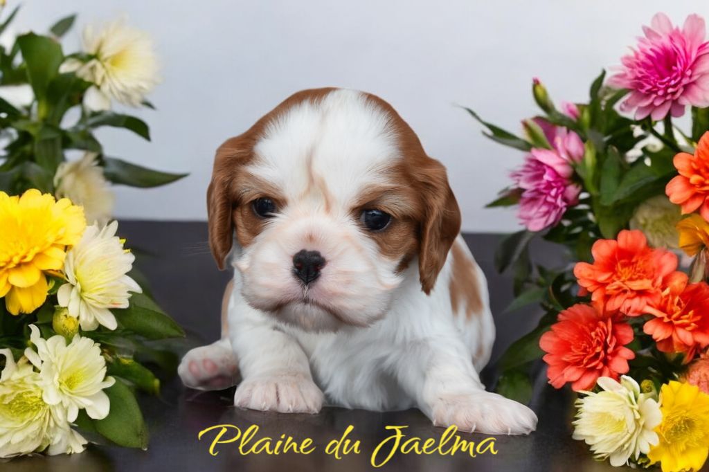 de la plaine du Jaelma - Chiot disponible  - Cavalier King Charles Spaniel