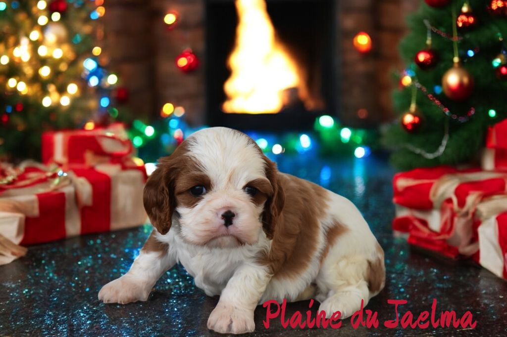 de la plaine du Jaelma - Chiot disponible  - Cavalier King Charles Spaniel