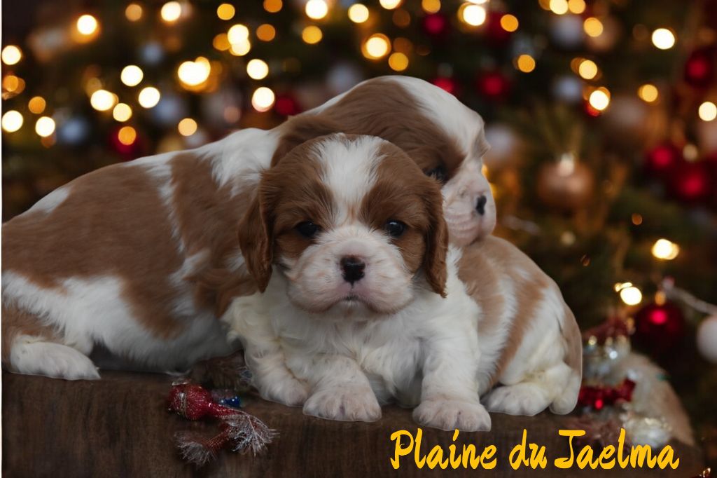 de la plaine du Jaelma - Chiot disponible  - Cavalier King Charles Spaniel