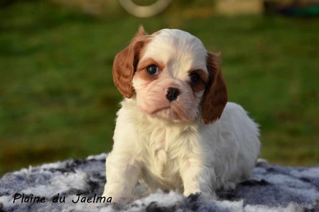 de la plaine du Jaelma - Chiot disponible  - Cavalier King Charles Spaniel