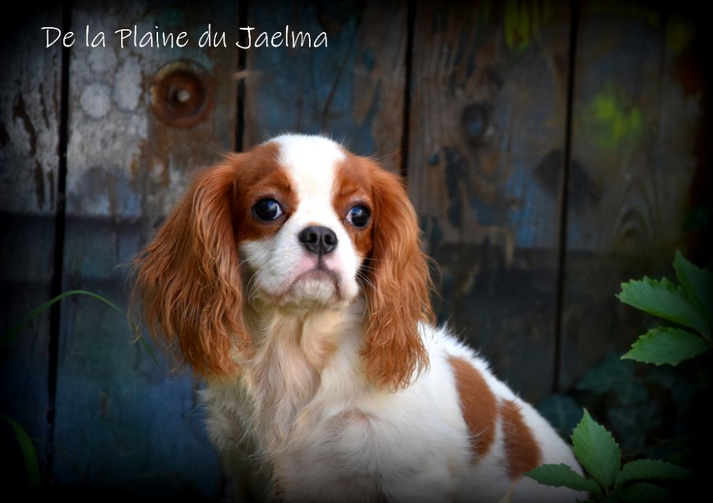 Rosalie de la plaine du Jaelma