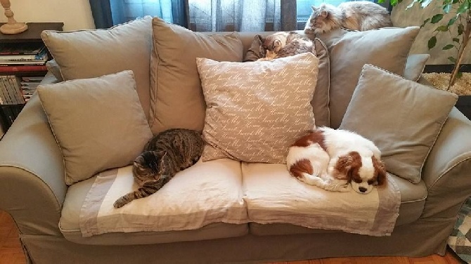 de la plaine du Jaelma - entres chats et chiens....