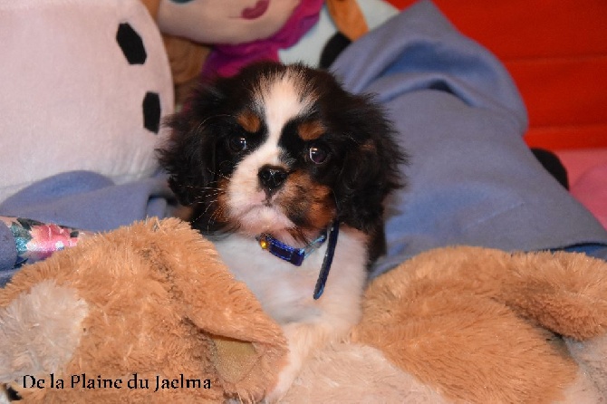 de la plaine du Jaelma - nouvelle recrue! je vous presente mini boy!