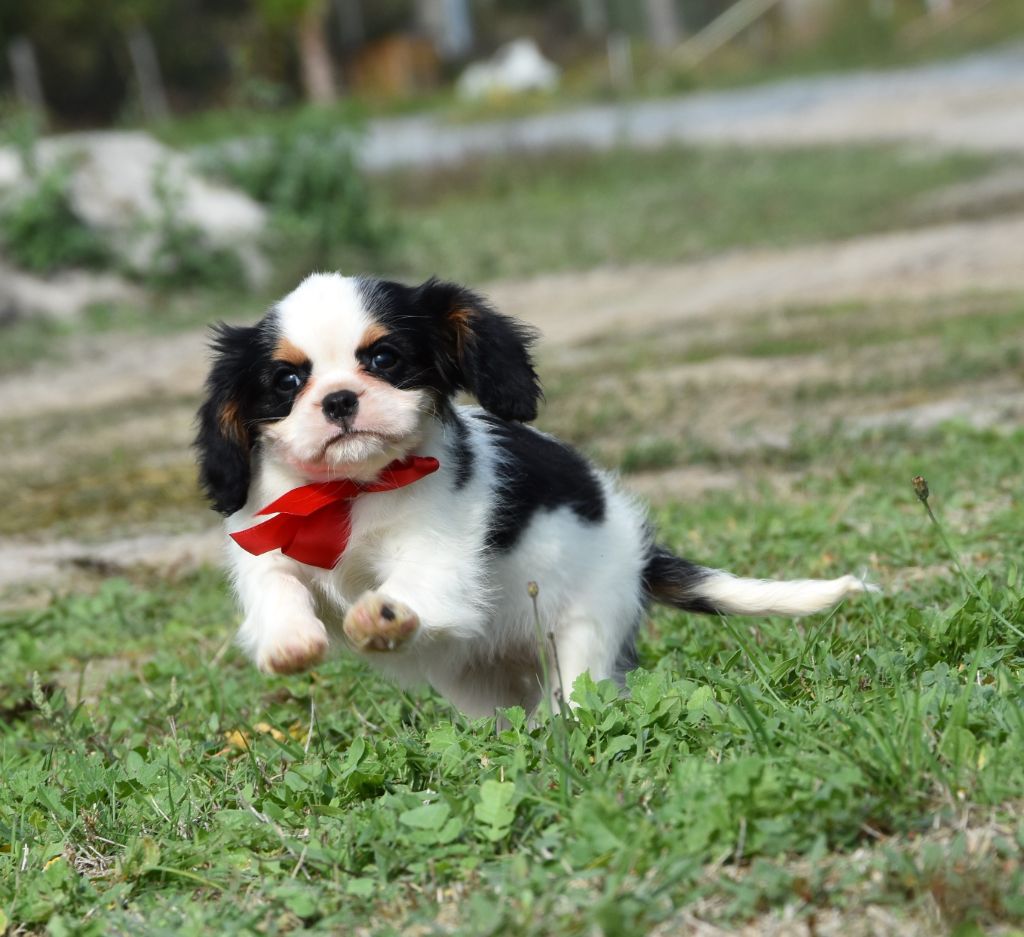 Des bebes cavaliers king charles vous attendent !