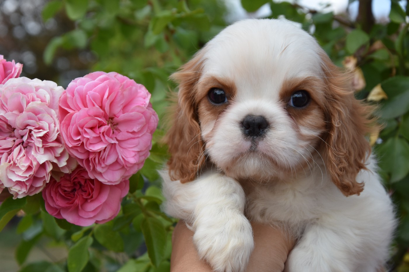 baby boom bientot chez les ckc