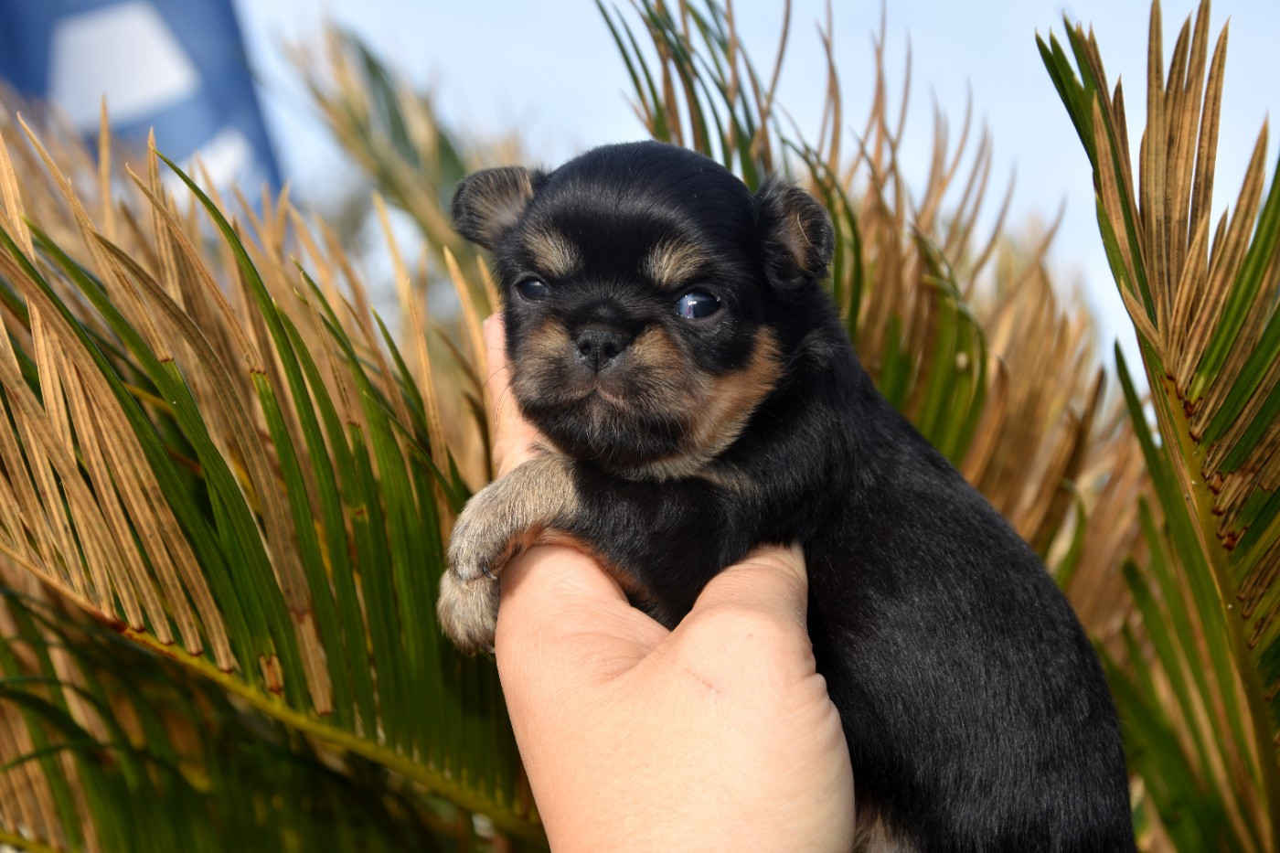 de la plaine du Jaelma - PROCHAINE NAISSANCE DE CHIHUAHUA FIN JANVIER 2026