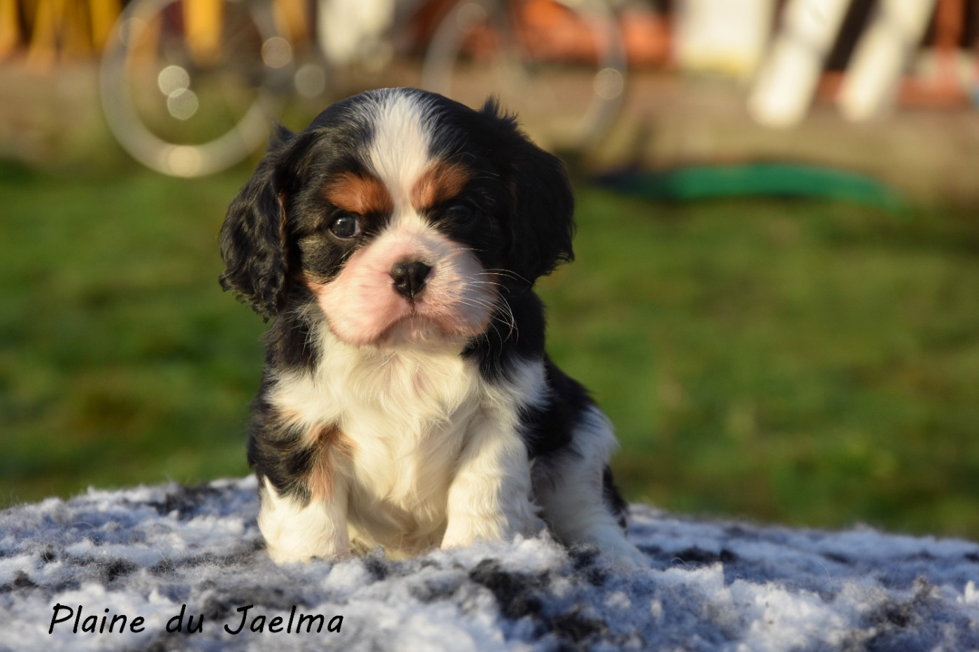 Prochaine naissance de Cavaliers bientôt