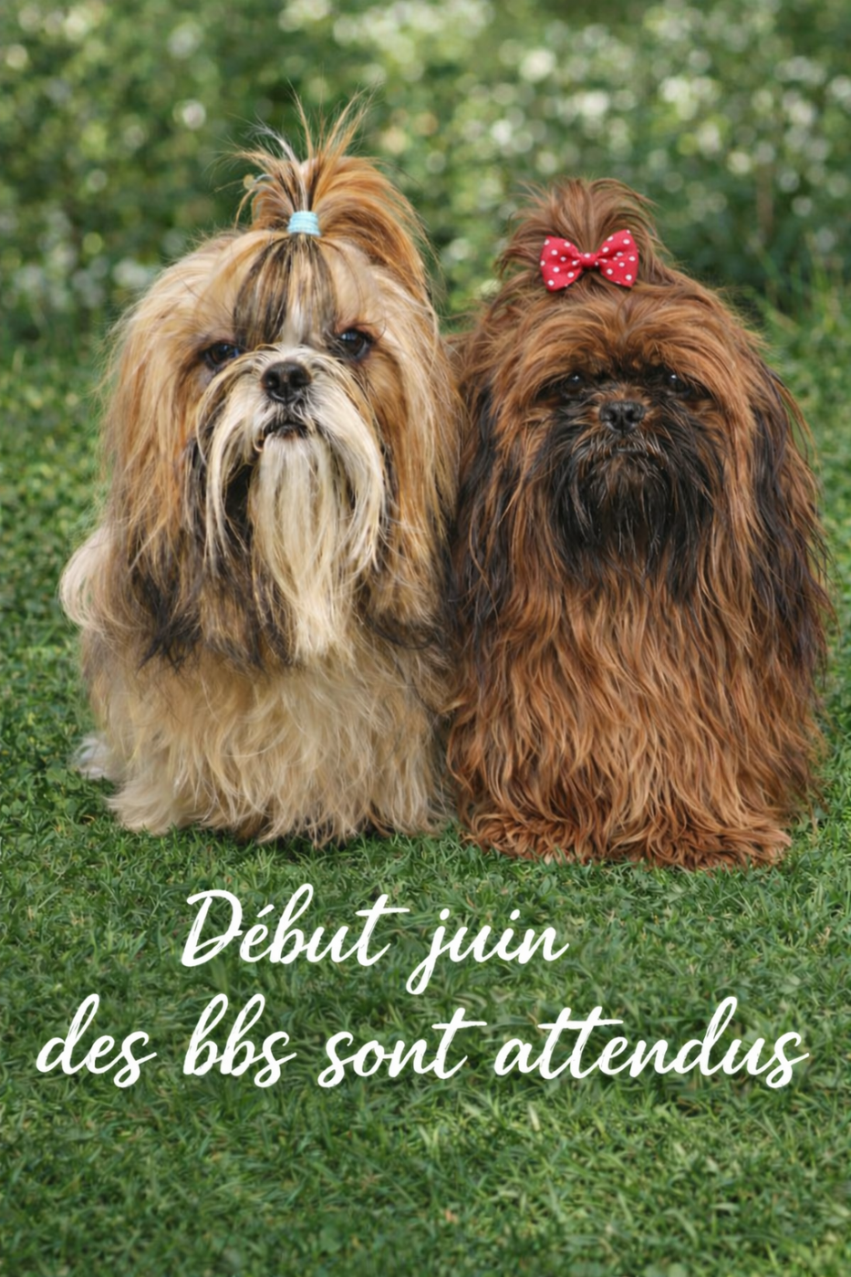 Plusieurs mariage ont eu lieu a l'elevage - Naissance attendu pour le mois de JUIN