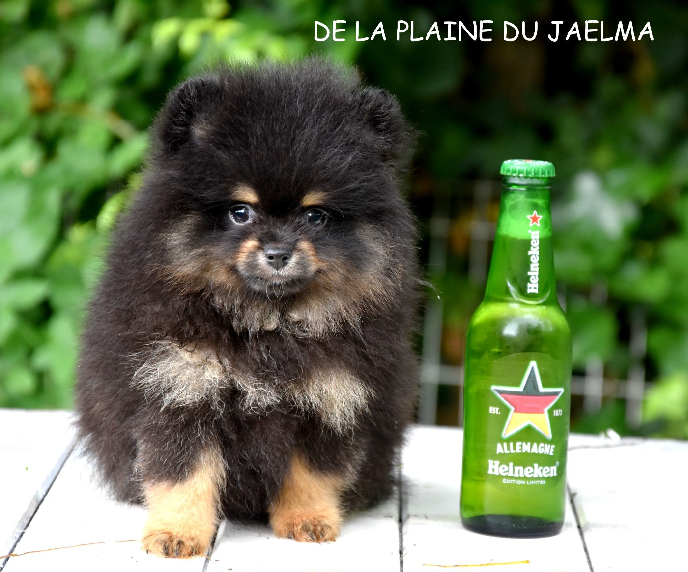 naissance de bbs spitz !