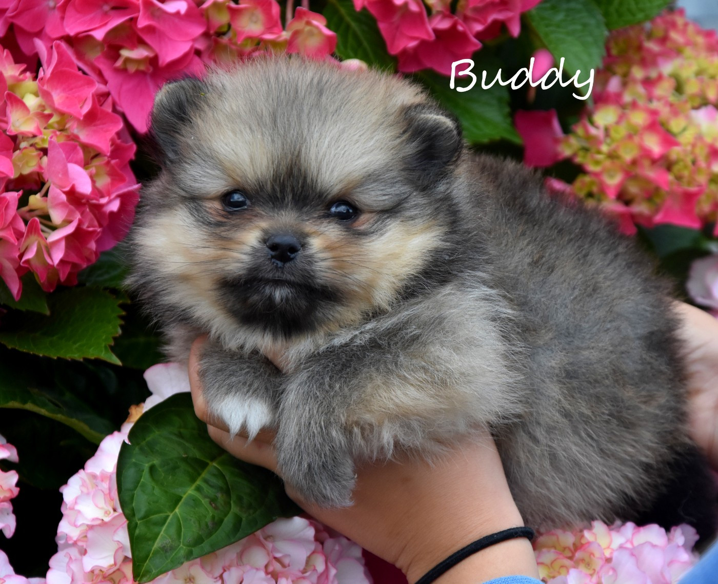 disponible egalement ce magnifique petit BUDDY