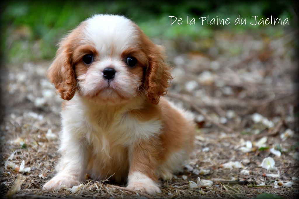 de la plaine du Jaelma - Qui ne craquerez pas ?