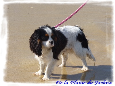 de la plaine du Jaelma - Gable Clark a grandit.....