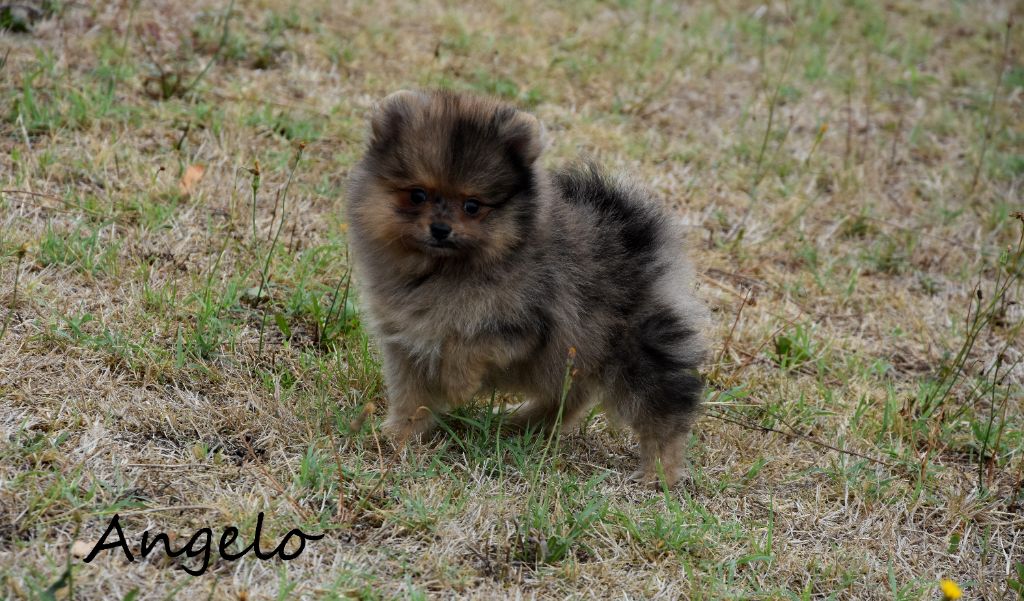 Angelo disponible 