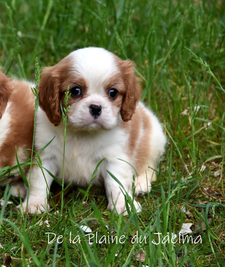 de la plaine du Jaelma - Baby Boom prochainement !