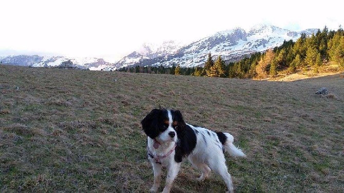 de la plaine du Jaelma - poppie à la montagne!