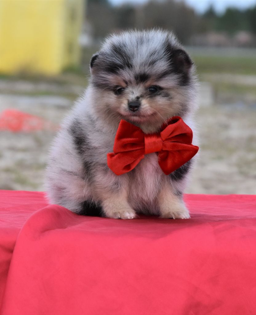 Bébés Spitz exotique dispo a la réservation  