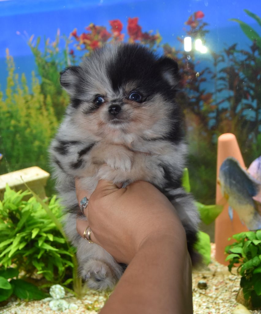 Bébés Spitz exotique dispo a la réservation  