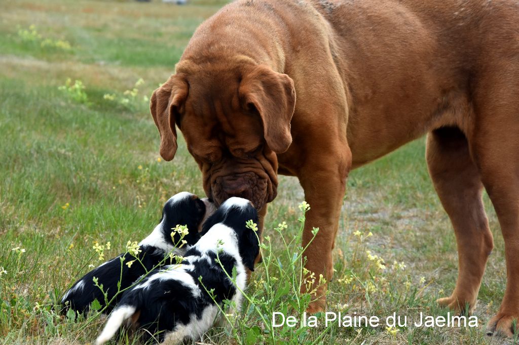 de la plaine du Jaelma - D adorable BBS disponible de suite