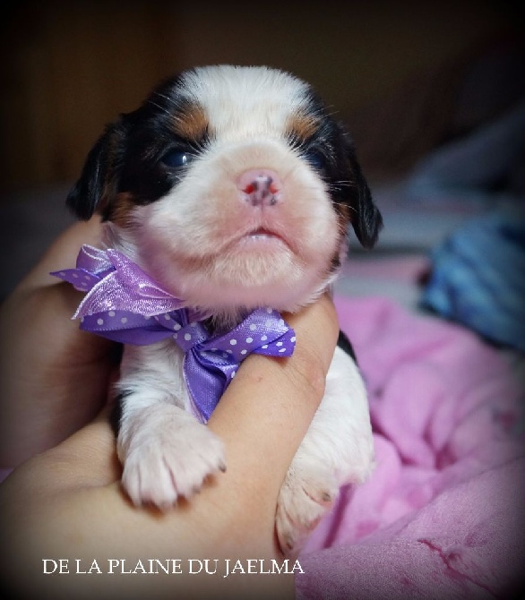de la plaine du Jaelma - bebes cavaliers king charles a réserver!
