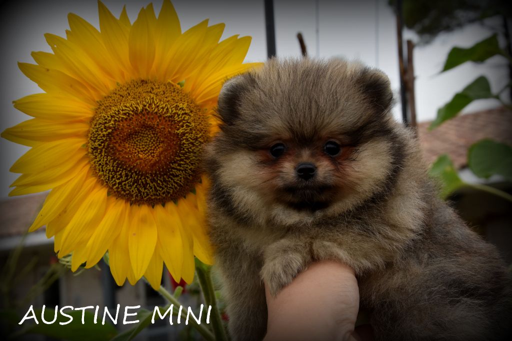 austine mini disponible 