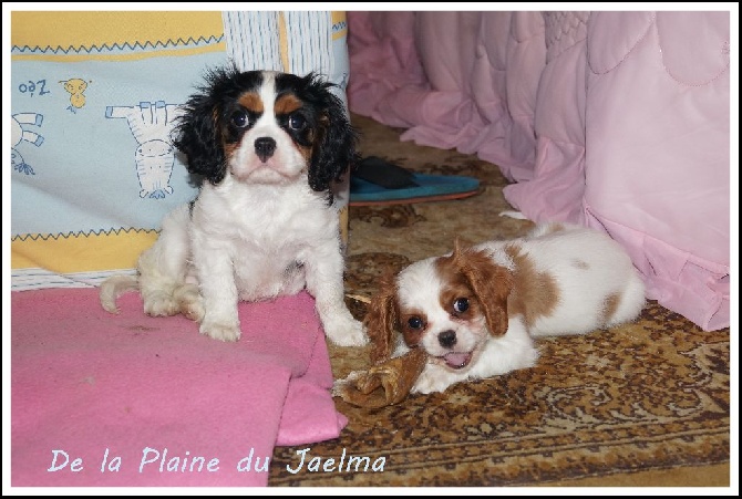 de la plaine du Jaelma - Arrivés de deux nouvelles princesses a l'elevage