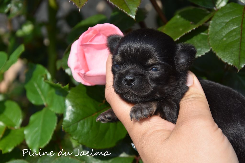 de la plaine du Jaelma - Chiots disponibles - Chihuahua