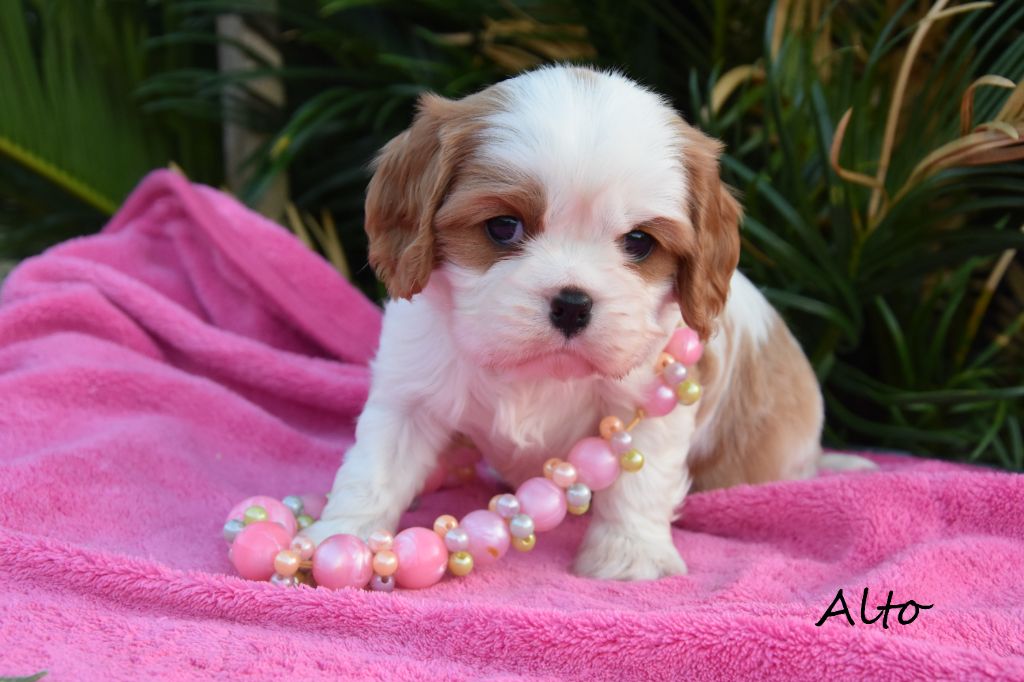 de la plaine du Jaelma - Chiots disponibles - Cavalier King Charles Spaniel