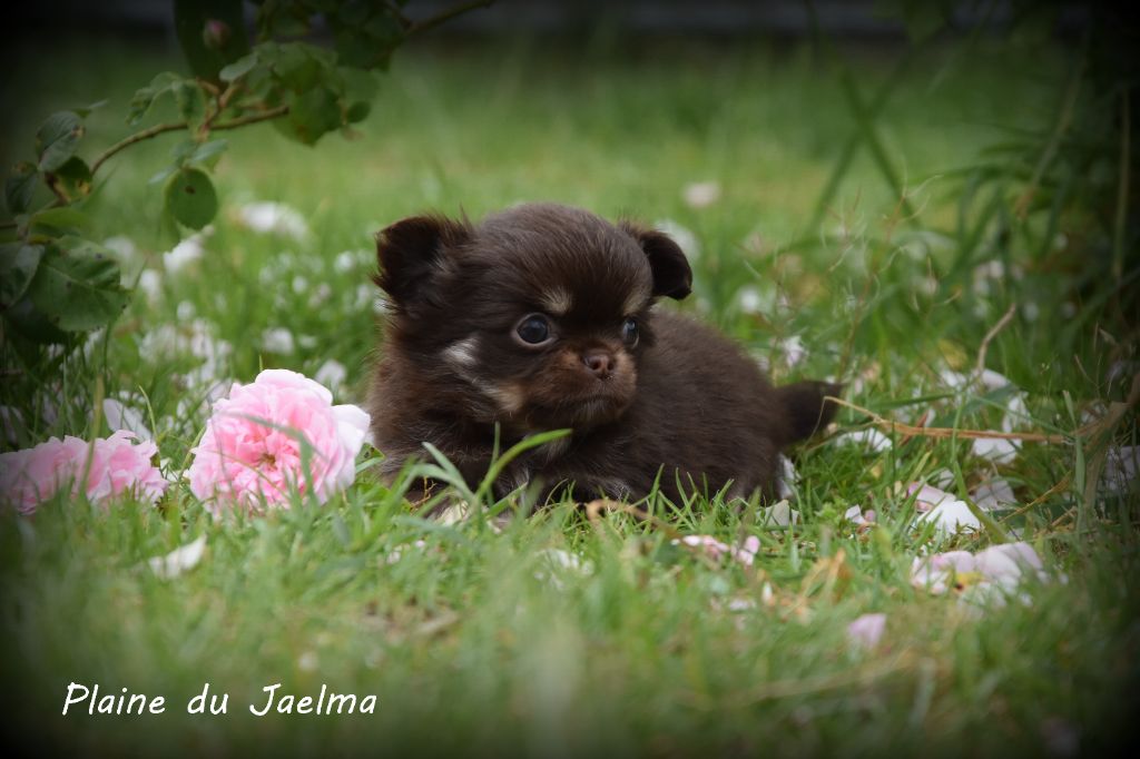de la plaine du Jaelma - Chiots disponibles - Chihuahua