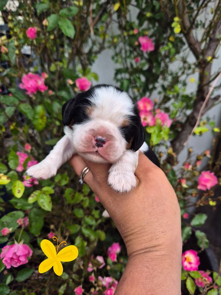 de la plaine du Jaelma - Chiots disponibles - Cavalier King Charles Spaniel
