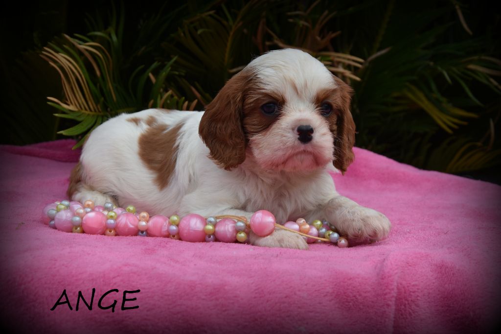 de la plaine du Jaelma - Chiots disponibles - Cavalier King Charles Spaniel