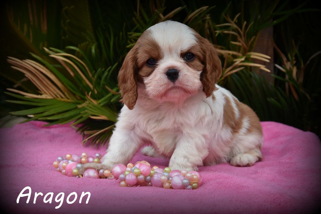 de la plaine du Jaelma - Chiots disponibles - Cavalier King Charles Spaniel