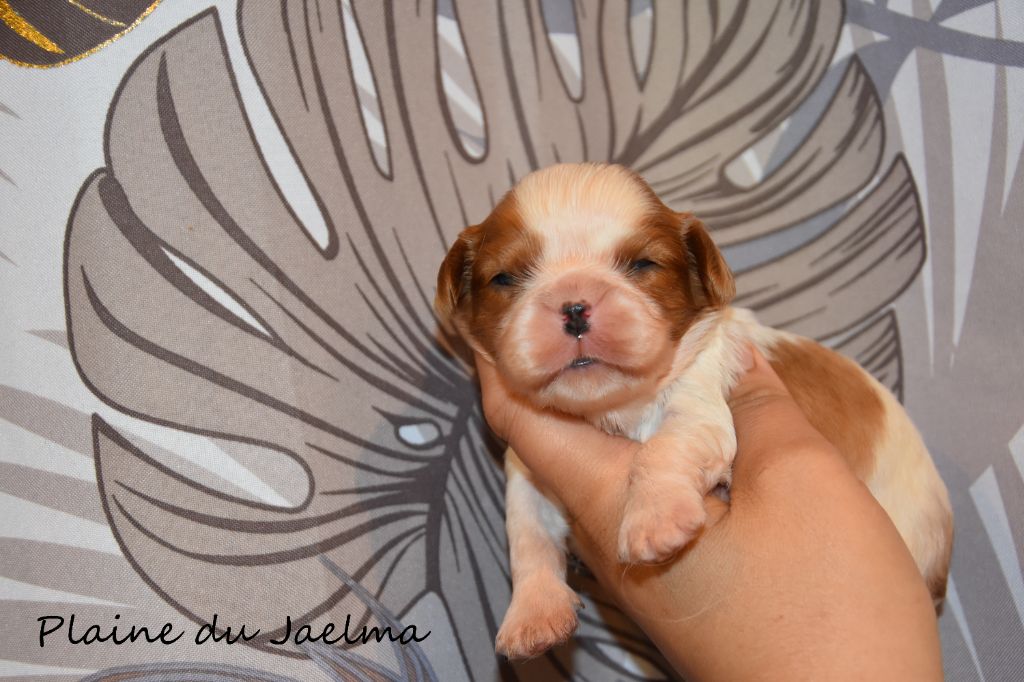 de la plaine du Jaelma - Chiots disponibles - Cavalier King Charles Spaniel