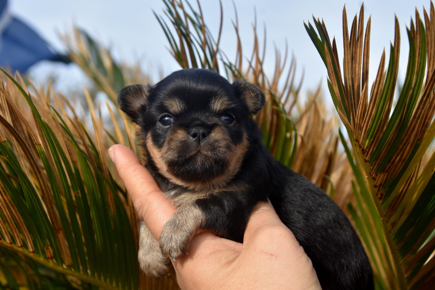 de la plaine du Jaelma - Chiots disponibles - Chihuahua