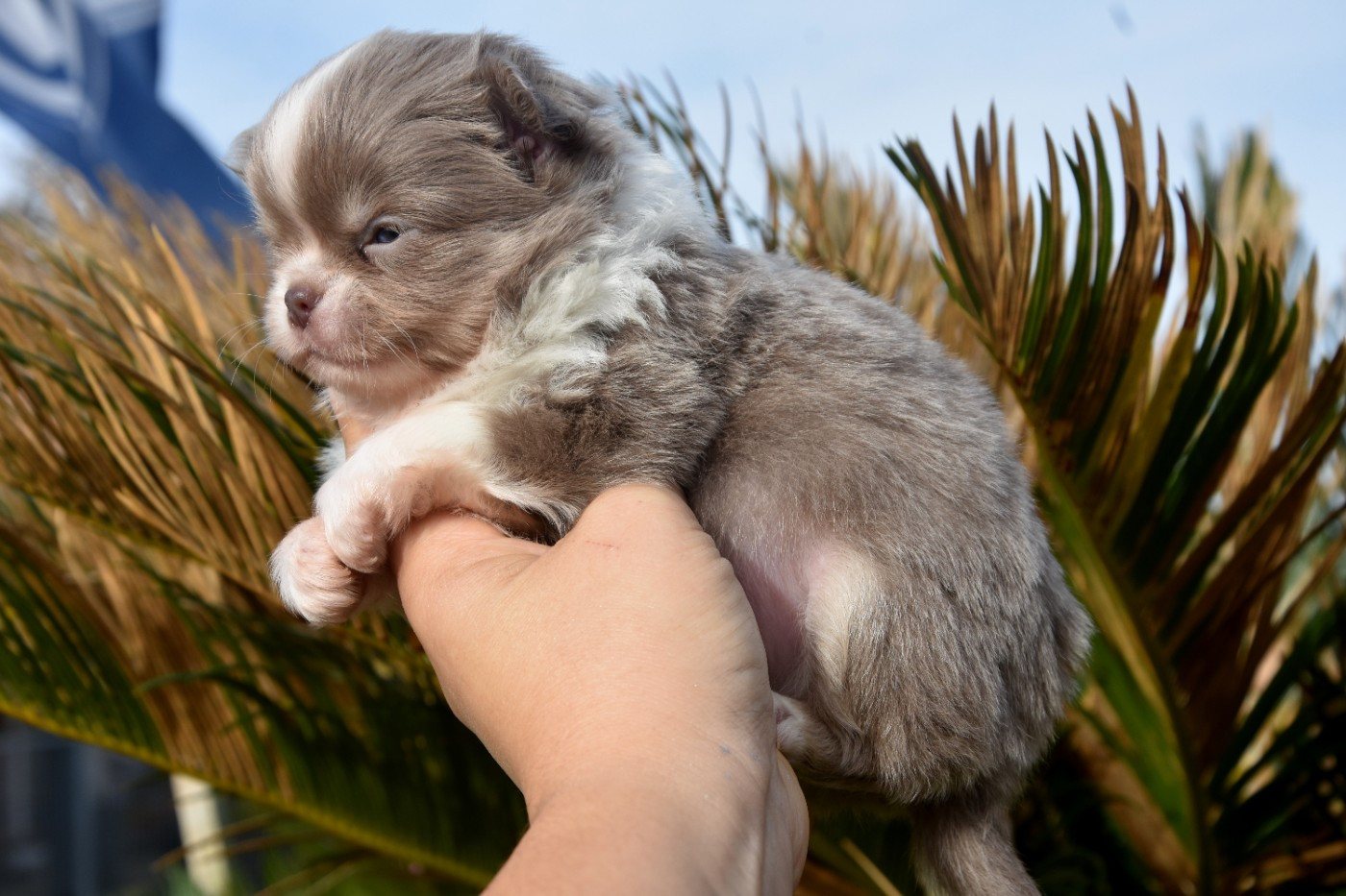 de la plaine du Jaelma - Chiots disponibles - Chihuahua