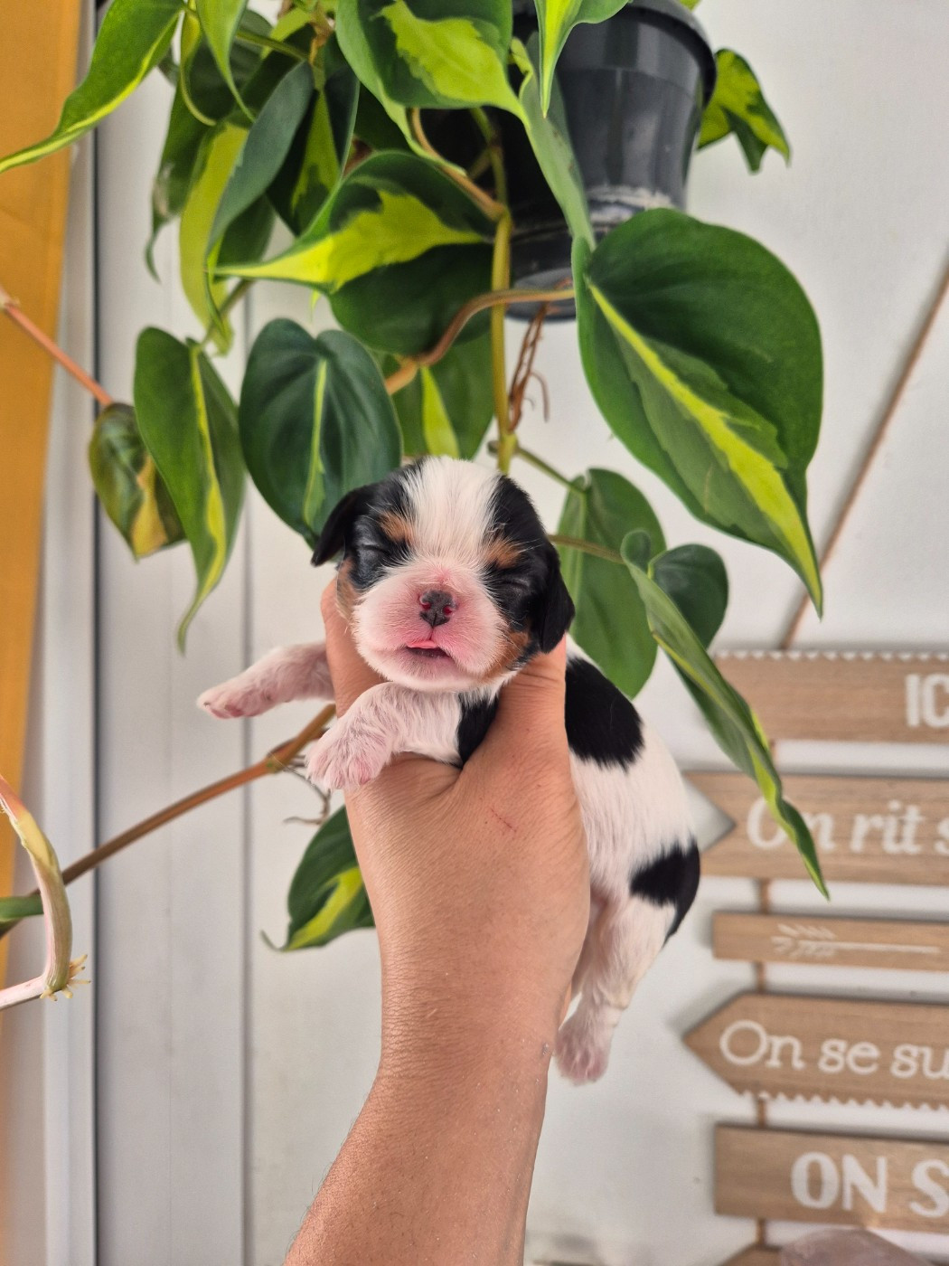 de la plaine du Jaelma - Chiots disponibles - Cavalier King Charles Spaniel